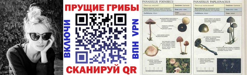 Купить  Советск  Псилоцибиновые грибы Psilocybe 